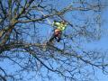 Harmony Arboriculture image 1