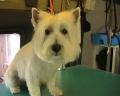 Mobile Dog Wash & Grooming image 3