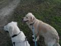 LISA'S DOG WALKING AND PETCARE SERVICES image 1