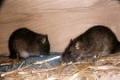 Mouse Control - Rats Control - Bed Bugs Control - 24 Hour Service image 1