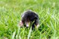 Rapid Pest Control Services, Newbury image 6