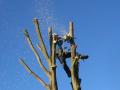 Tree Surgeon in Leeds image 6