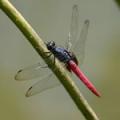 The Chinese Dragonfly Practice image 1