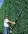 hedge cutting image 1