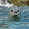 Padstow Sealife Safari, Wildlife Tours & Fishing Trips image 2