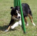Zacton Dog Agility Training image 1