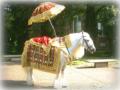 Asian Wedding Horses image 10