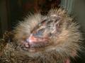 Hedgehog Carer image 5