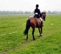 Tilford and Rushmoor Riding Club image 4