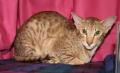 Khardagia Kats Tonkinese Burmese Siamese Somali Cat Breeder logo