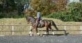 Cliffe Equine image 6