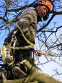 clee tree services image 4