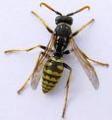 Wasp control Sittingbourne image 1
