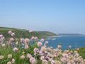Cornish Holiday Cottages image 3