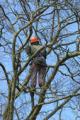 Heritage Tree Care , Fencing  & Landscaping        London & Surrey areas covered image 4