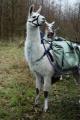 National Forest Llama Treks image 5