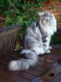 Purrfect Cat Grooming image 1