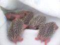 Hedgehog Carer image 7
