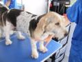 Oliver's Dog Grooming Services image 10