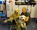 All Breeds Dog Grooming image 1