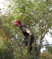Amies Tree Care image 7