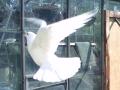 White Dove Releases image 2