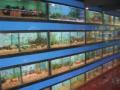 World Of Fishes image 1