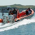 Padstow Sealife Safari, Wildlife Tours & Fishing Trips image 4
