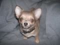 Sapphire Chihuahua image 1