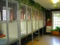 Ifield Park Cattery & Kennels image 1