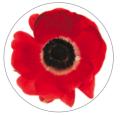 Poppy Mae logo