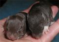 Zaxxan-Firenza fancy pet Rats image 9