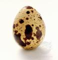 David's Kersey Quail Eggs logo