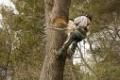 Oakwood Tree Services Tree Surgeons In leeds image 1