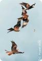 Red Kite feeding Station - Gigrin Farm image 1