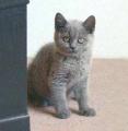 British Shorthair Kittens image 1