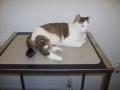 Cat's Whiskers Veterinary Clinic LLP (Worthing) image 5