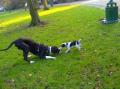 Ealing Dog Walking and Pet Sitting image 1