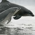 Padstow Sealife Safari, Wildlife Tours & Fishing Trips image 1