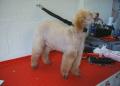 Little Wolf Dog Groomers image 6