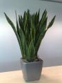 Buds Interior landscaping and office plant rental image 5
