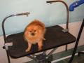 Scruffs Canine Hydro Grooming image 1
