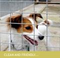 Deneland Kennels image 2