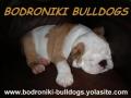 Bodroniki Bulldogs logo
