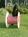 Top Barks Dog Training image 4