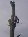 Freeborn Tree Surgeons image 5