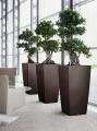 Buds Interior landscaping and office plant rental image 3