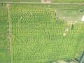 Broadfields Maize Maze image 1