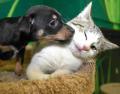 Total Pet Care Services image 4