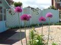 red roots garden design (Southsea) Ltd image 3